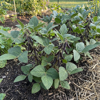 Black Soybean Planting Seeds Organic Vegetable Seeds