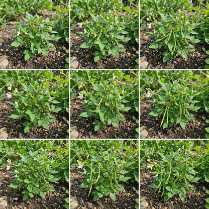 Green Tepary Bean Planting Seeds - Vegetable Garden Seeds