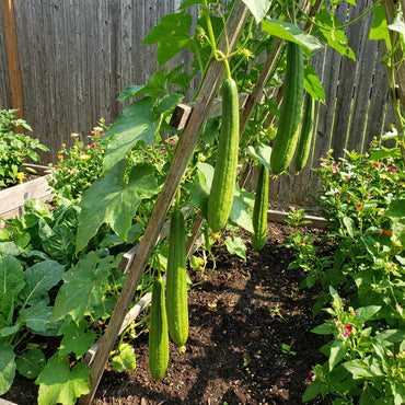 Green Luffa Sponge Vegetable Seeds for Planting