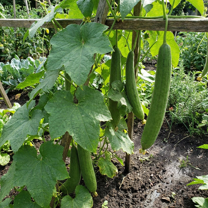 Green Luffa Sponge Vegetable Seeds for Planting