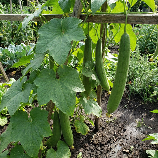 Green Luffa Sponge Vegetable Seeds for Planting