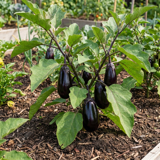 Black Eggplant Vegetable Seeds for Planting | Grow Delicious Eggplants at Home