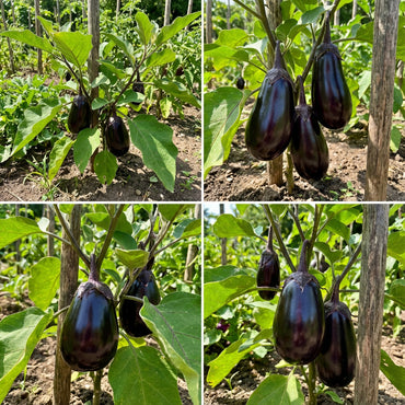 Black Eggplant Vegetable Seeds for Planting | Grow Delicious Eggplants at Home