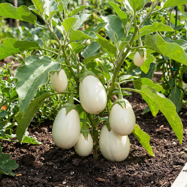 White Eggplant Seeds for Vegetable Planting