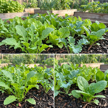 Mixed Mesclun Vegetable Seeds for Your Garden