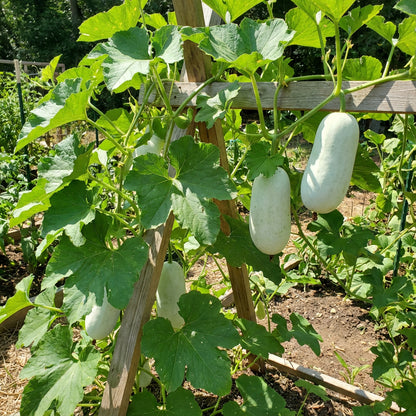 White Wax Gourd Vegetable Seeds for Planting