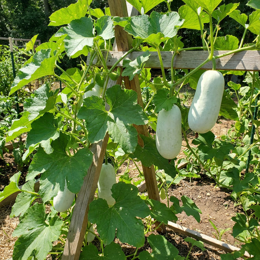 White Wax Gourd Vegetable Seeds for Planting