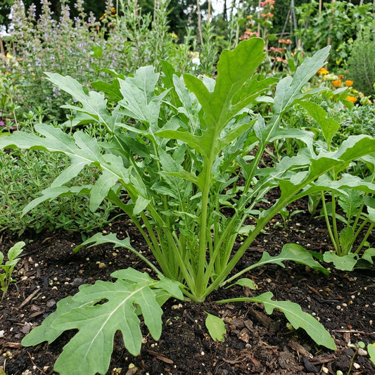 Green Rocket Pegasus Vegetable Seeds for Planting