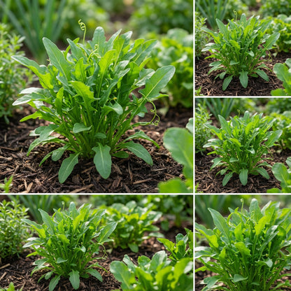 Green Rocket Pegasus Vegetable Seeds for Planting