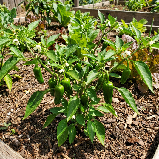 Green de Padron Vegetable Seeds for Planting