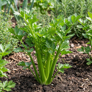 Green Apium Graveolens Planting Seeds for Home Gardening