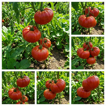 Red Mortgage Vegetable Planting Seeds - Premium Quality for Your Garden