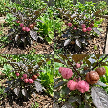 Chocolate Bubblegum Vegetable Seeds for Planting