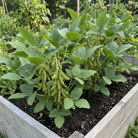 Green Edamame Seeds for Beer Brewing Planting Seeds
