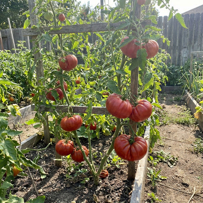 Beefmaster Red Tomato Seeds for Planting - Vegetable Garden Seeds