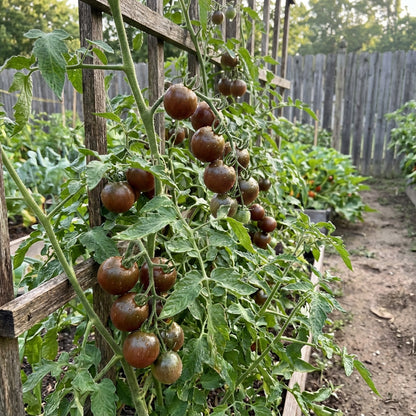 Chocolate Tomato Vegetable Seeds - Perfect for Home Gardens