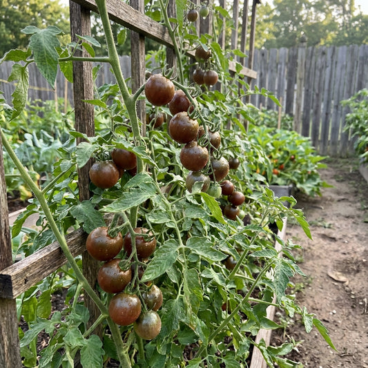 Chocolate Tomato Vegetable Seeds - Perfect for Home Gardens