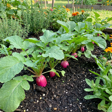 Pink Radish Seeds for Planting - Unique Pink Radishes for Your Garden Harvest