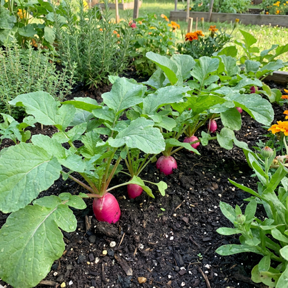 Pink Radish Seeds for Planting - Unique Pink Radishes for Your Garden Harvest