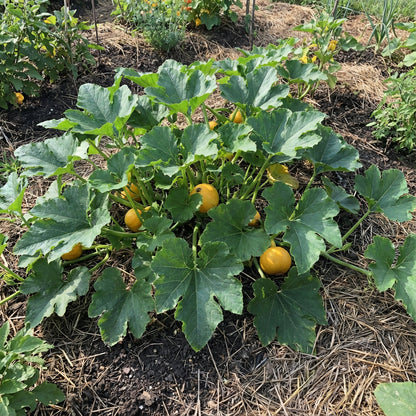 Gold Neungju Vegetable Seeds for Planting