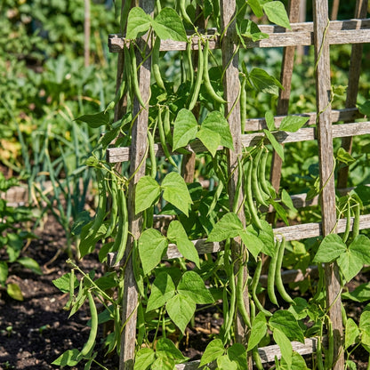 Green Pole Bean Seeds for Planting Vegetable Garden Essentials