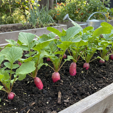 Pink Radish Planting Seeds for Vegetable Gardens