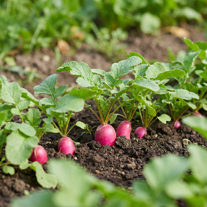 Pink Radish Planting Seeds for Vegetable Gardens