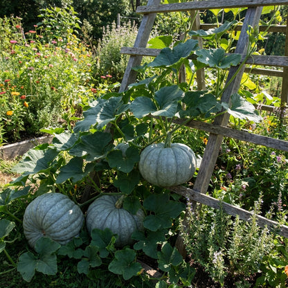 Blue Pumpkin Vegetable Seeds for Easy Planting