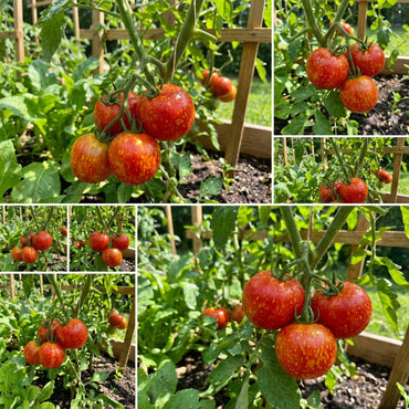 Red Speckle Tomato Seeds for Vegetable Planting