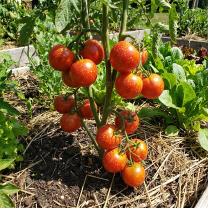 Red Speckle Tomato Seeds for Vegetable Planting