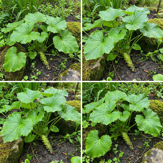 Wasabi Vegetable Seeds for Planting