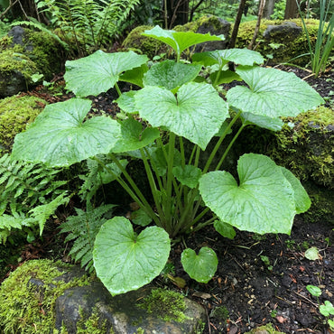 Wasabi Vegetable Seeds for Planting