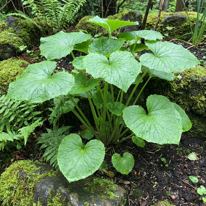 Wasabi Vegetable Seeds for Planting