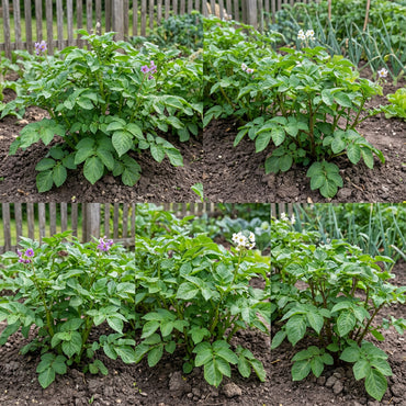Mixed Potato Seeds for Vegetable Planting.