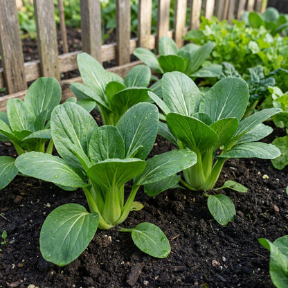 Green Pak Choi Seeds for Vegetable Planting