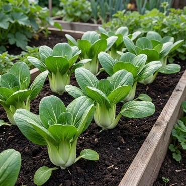 Green Pak Choi Seeds for Vegetable Planting