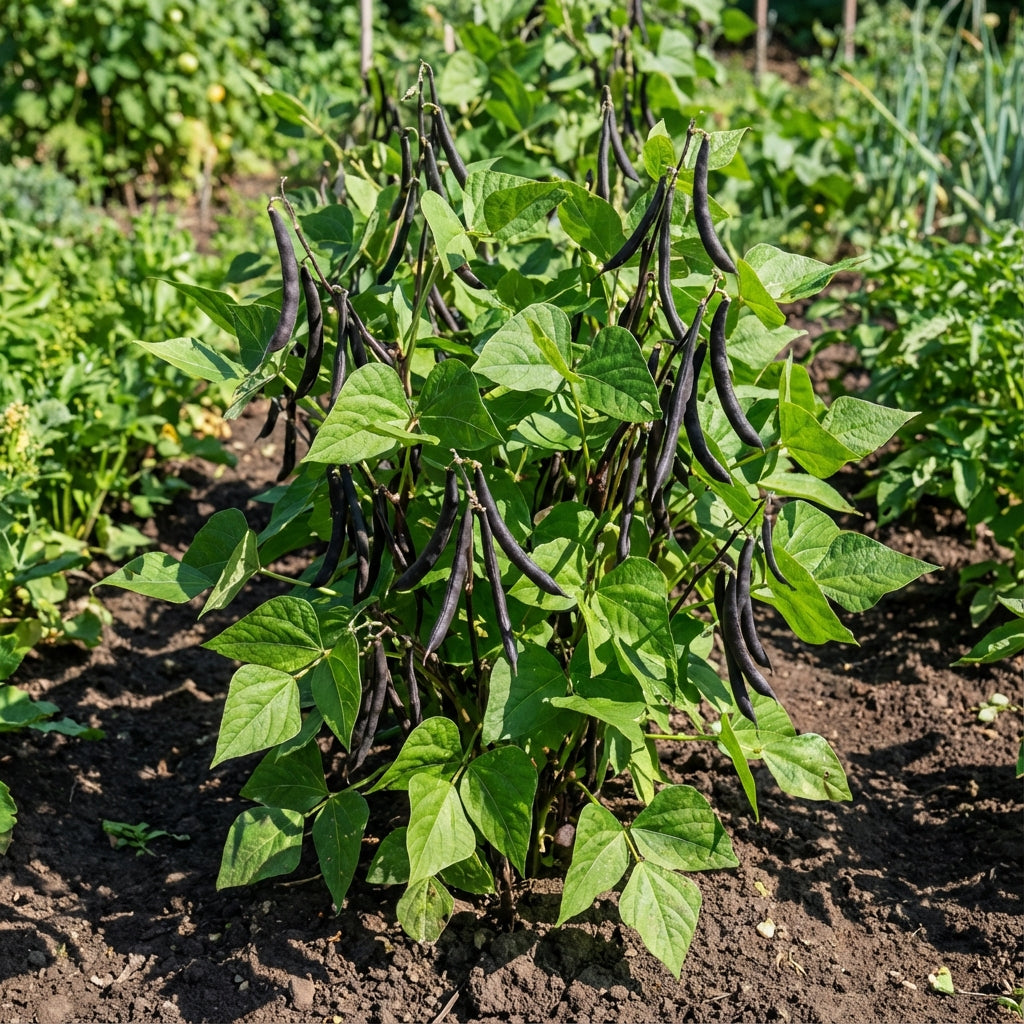 Black Bean Planting Seeds for Vegetable Gardens