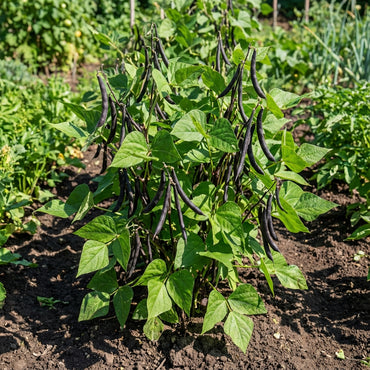 Black Bean Planting Seeds for Vegetable Gardens