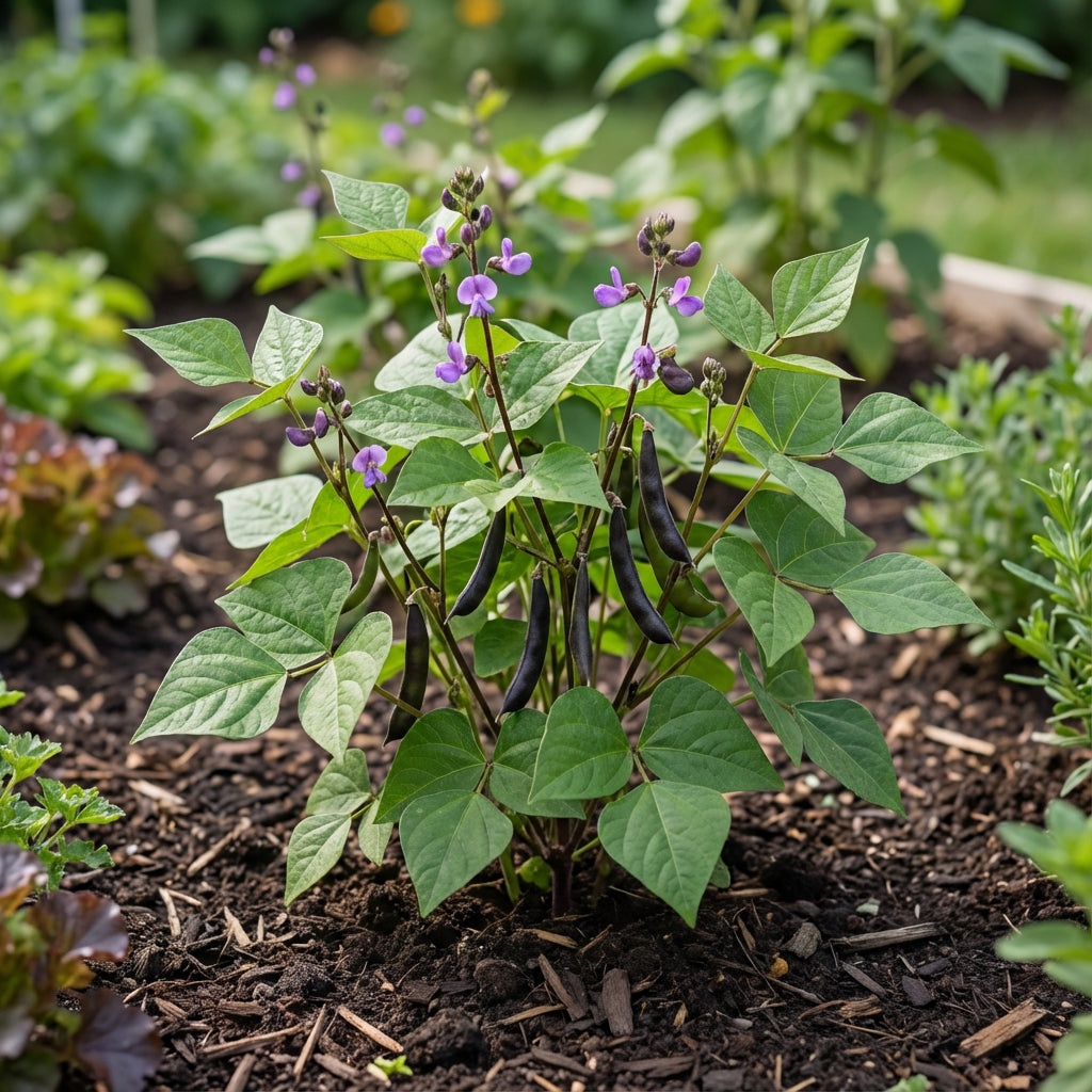 Black Bean Planting Seeds for Vegetable Gardens