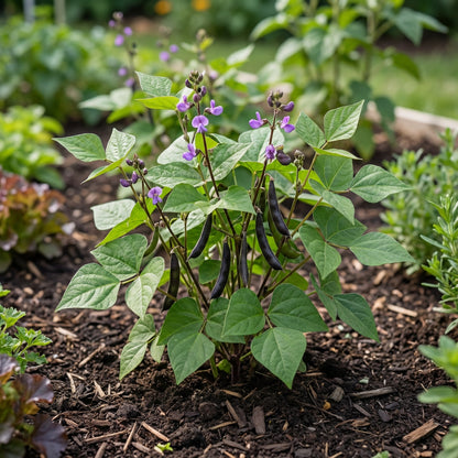 Black Bean Planting Seeds for Vegetable Gardens