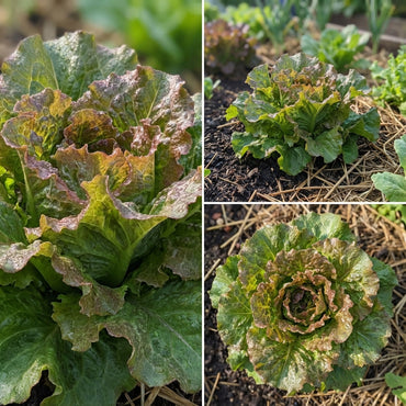 Green Brown Prizehead Vegetable Seeds for Planting