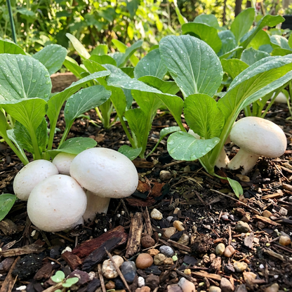 Mushroom Vegetable Seeds - Plant Nutritious White Mushrooms for a Bountiful Harvest