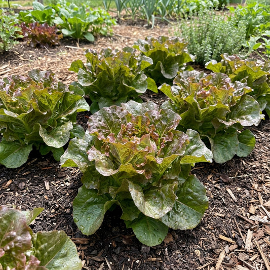 Green Brown Prizehead Vegetable Seeds for Planting