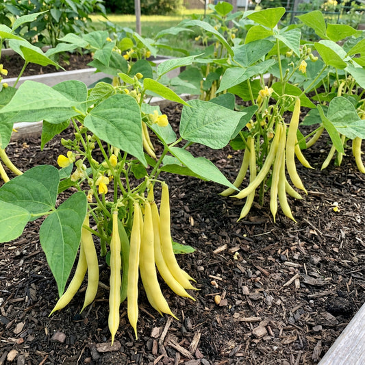 Yellow Bean Vegetable Seeds for Planting