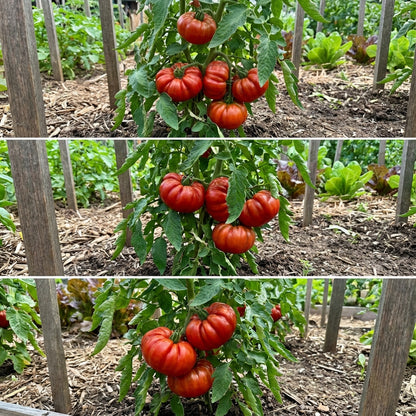 Red Costoluto Tomato Seeds for Vegetable Gardening - Easy Planting