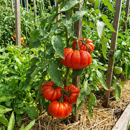 Red Costoluto Tomato Seeds for Vegetable Gardening - Easy Planting
