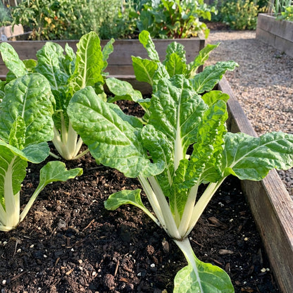 Green Chard Vegetable Seeds Perfect for Home Gardening