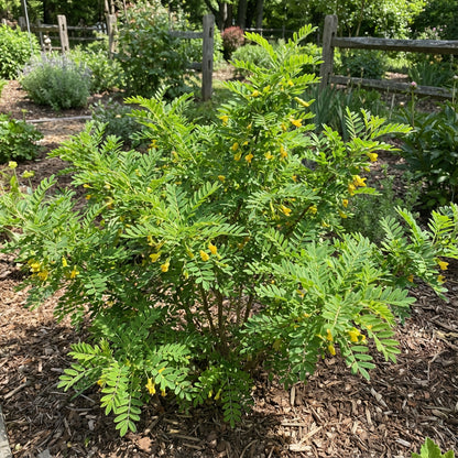 Caragana Arborescens Seeds for Planting - Green Tree Variety