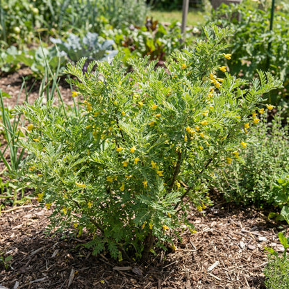 Caragana Arborescens Seeds for Planting - Green Tree Variety