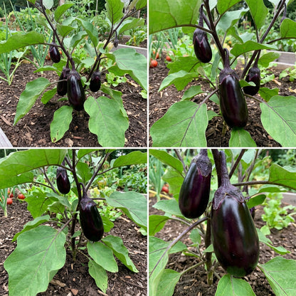 Purple Eggplant Seeds for Home Gardening